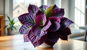 purple waffle plant care
