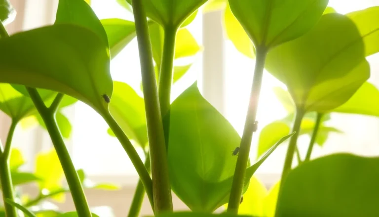 aphids on indoor plants
