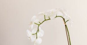 How To Care For An Orchid Plant: Your Ultimate Guide
